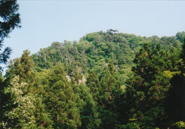 日本最大級のカツラの木に出会える～女甑山～（山形・秋田）